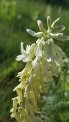 Astragalus racemosus