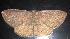 Casbia melanops