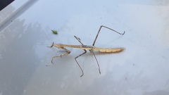 Phasmomantis sumichrasti