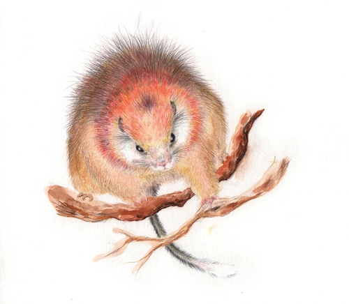 Red Crested Soft-furred Spiny-rat