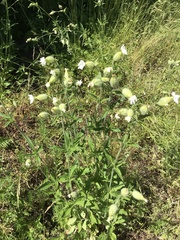 Behenantha
