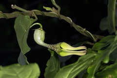 Ceropegia decaisneana