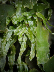 Pallavicinia subciliata