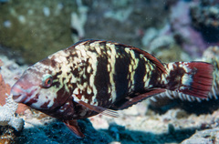 Schlegel's Parrotfish photo 4