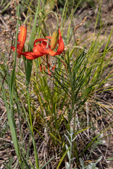 Lilium pumilum