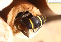 Euodynerus nipanicus nipanicus