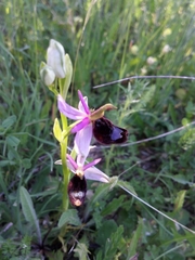 Ophrys bertolonii