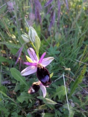 Ophrys bertolonii