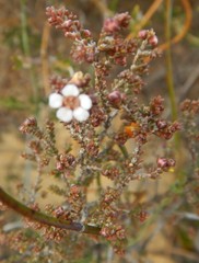 Rinzia ericaea