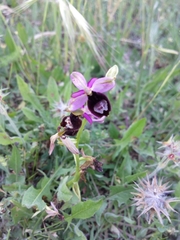 Ophrys bertolonii