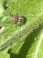Dolycoris baccarum