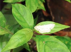 Scopula propinquaria