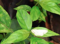 Scopula propinquaria