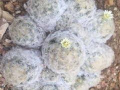 Mammillaria plumosa