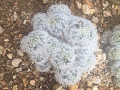 Mammillaria plumosa