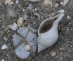 Fasciolaria
