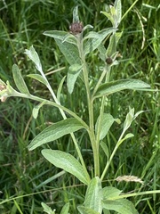 Centaurea