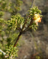 Phyllota pleurandroides