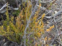Hagnothesium