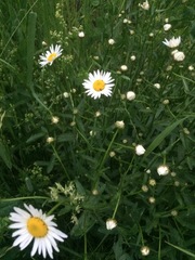 Leucanthemum vulgare