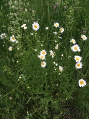 Leucanthemum vulgare