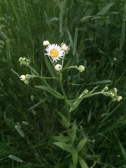 Erigeron annuus