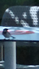 Passer domesticus balearoibericus