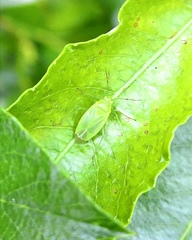 Lygocoris rugicollis