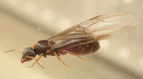 Lasius brunneus nuotrauka