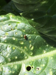 Phyllotreta striolata