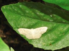 Scopula propinquaria