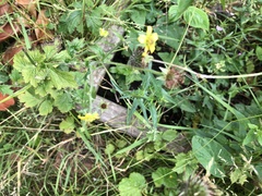 Prunella vulgaris