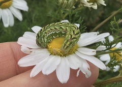 Cucullia chamomillae