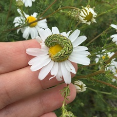 Cucullia chamomillae