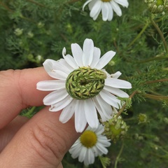Cucullia chamomillae