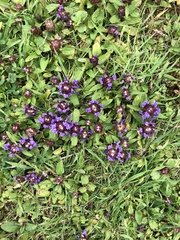 Prunella vulgaris