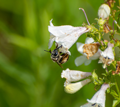 Eucera dubitata