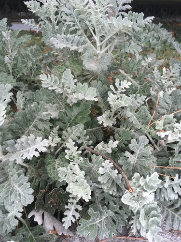 Jacobaea maritima