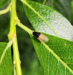 Minettia longipennis