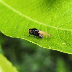 Minettia longipennis