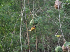 Ploceus jacksoni