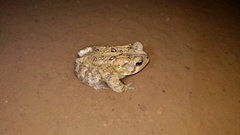 Anaxyrus americanus charlesmithi