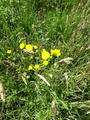 Crepis biennis