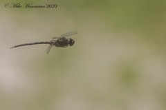 Gomphaeschna antilope