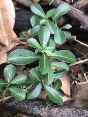 Psychotria daphnoides