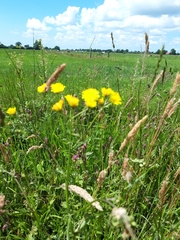 Crepis biennis