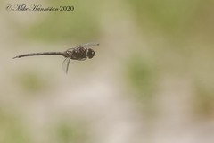 Gomphaeschna antilope