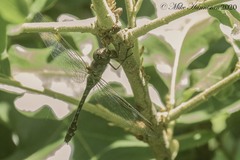 Gomphaeschna antilope