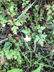 Geranium robertianum