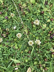 Geranium robertianum